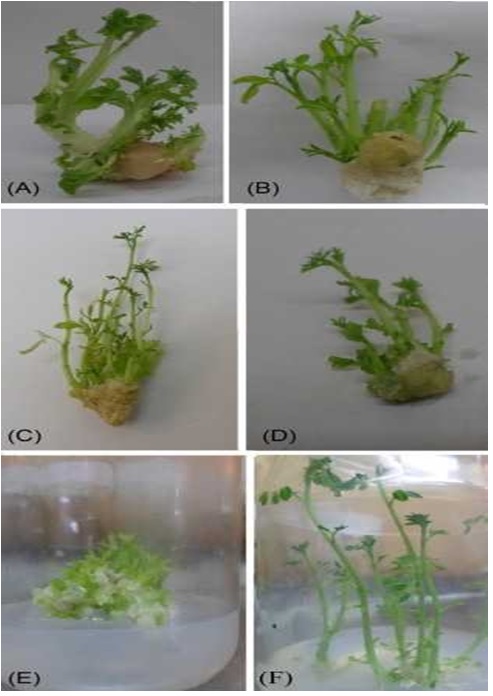 Shoot Regeneration and Isoenzyme Expression of Moringa oleifera L. under the influence of salt stress